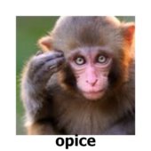 opice