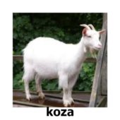 koza
