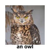 an owl