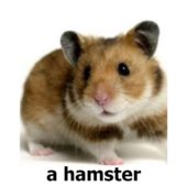 a hamster