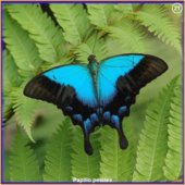Papilio peicles