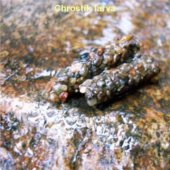 Chrostík larva