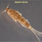 Jepice larva