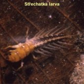 Střechatka larva