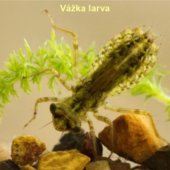 Vážka larva