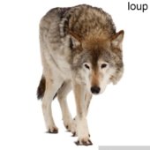 loup