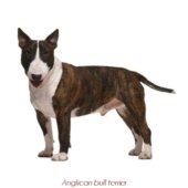 Anglican bull terrier