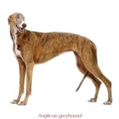 Anglican greyhound