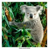 Koala australská