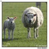 Ovce domácí