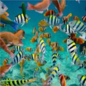 Ryby na Gili islands