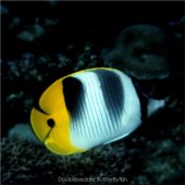 Doubleseddle Butterflyfish
