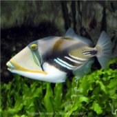 Triggerfish aneb "schovávací ryba" :)