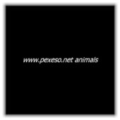 www.pexeso.net animals