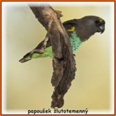 papoušek žlutotemenný