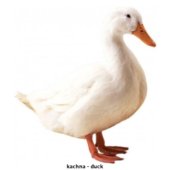 kachna - duck