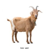 koza - goat