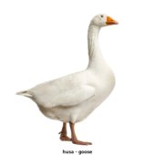 husa - goose