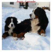 Jazzy, Corrado