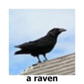 a raven