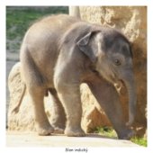 Slon indický