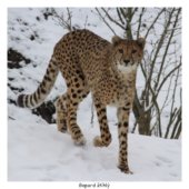 Gepard štíhlý