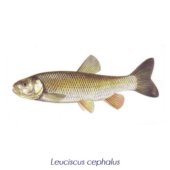 Leuciscus cephalus