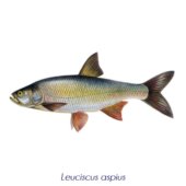 Leuciscus aspius