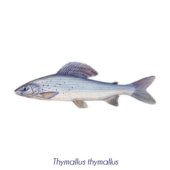 Thymallus thymallus