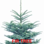 FIR TREE