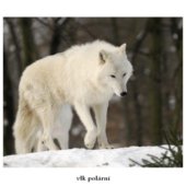 vlk polární
