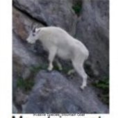 Invasive Species- Mountain Goat