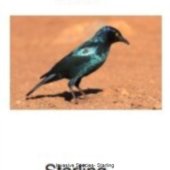Invasive Species- Starling