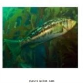 Invasive Species- Bass