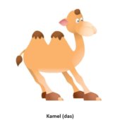 Kamel (das)