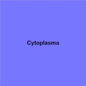Cytoplasma
