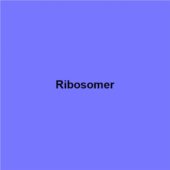 Ribosomer