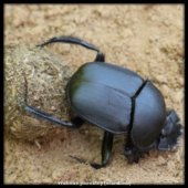 vruboun posvátný (scarabeus)