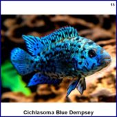 Cichlasoma Blue Dempsey