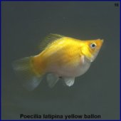 Poecilia latipina yellow ballon