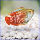 Trichogaster lalius