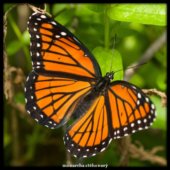 monarcha stěhovavý