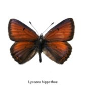 Lycaena hippothoe