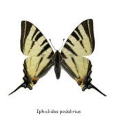 Iphiclides podalirius