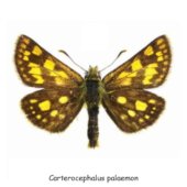 Carterocephalus palaemon