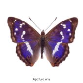 Apatura iris