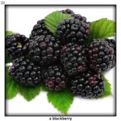 a blackberry