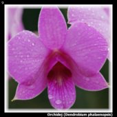 Orchidej (Dendrobium phalaenopsis)