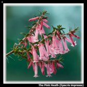 The Pink Heath (Epacris impressa)