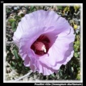 Pouštní růže (Gossypium sturtianum)